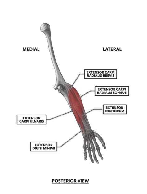 CrossFit | Wrist Musculature, Part 2: Posterior Muscles