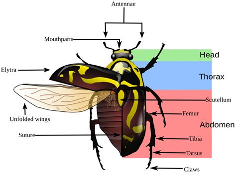 Basic Insect Morphology | Science Literacy and Outreach | Nebraska