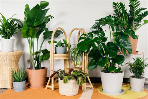 10 Beautiful & Unique Indoor House Plants That Are Super Easy to Take Care Of : EverTricks.com