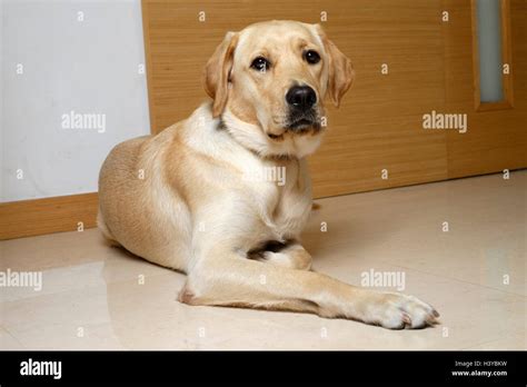 Cute yellow Labrador Golden Retriever mix lying down at home Stock ...