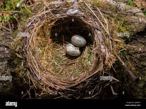 Mistle thrush in nest uk hi-res stock photography and images - Alamy