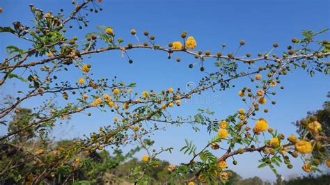 Gum Arabic Tree. Vachellia Nilotica. Acacia Nilotica Stock Video ...