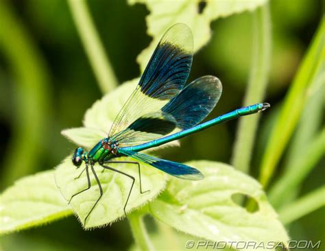 Damselflies - Photorasa Free HD Photos