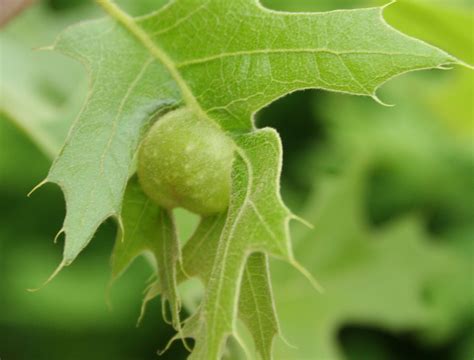 Plant Galls | The Morton Arboretum