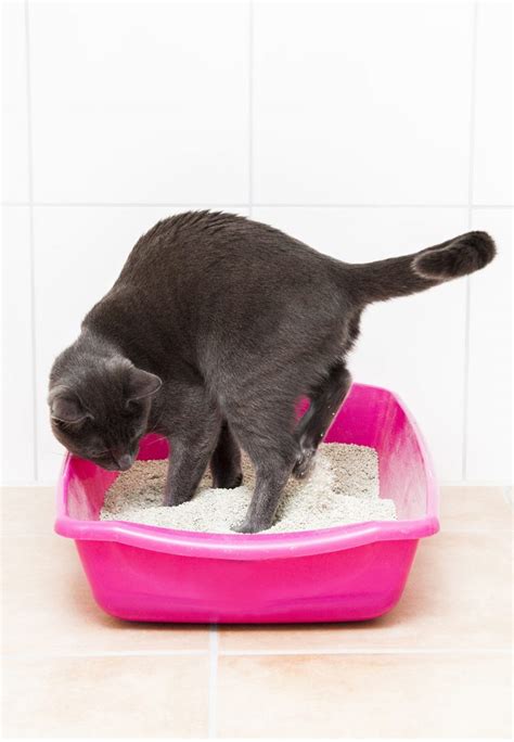 Best Clumping Cat Litter