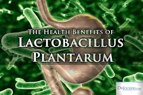 The Health Benefits of Lactobacillus Plantarum | Health benefits, Lactobacillus plantarum ...