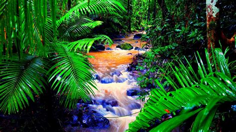 Tropical Rainforest Wallpaper (58+ pictures) - WallpaperSet