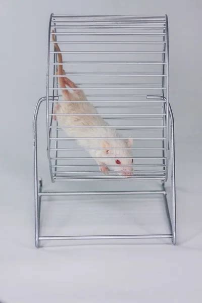 Rat maze Stock Photos, Royalty Free Rat maze Images | Depositphotos