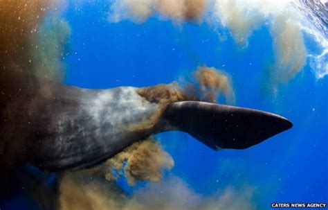 Divers caught in sperm whale's giant underwater poo cloud - BBC News