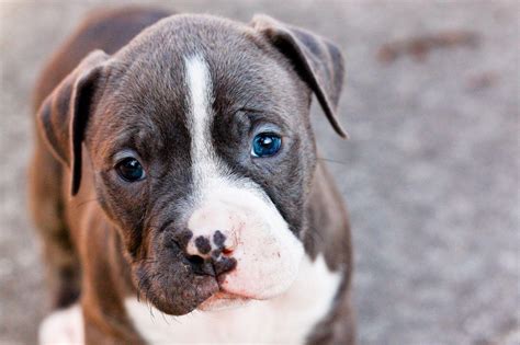 Pit Bull Puppy Wallpapers - Wallpaper Cave