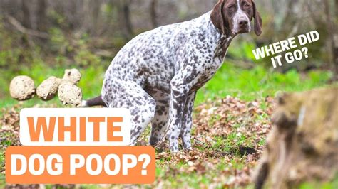 What Happened To The White Dog Poop That Used To Be Everywhere? - YouTube