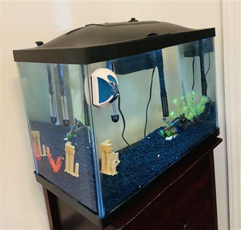 Starting a 10 Gallon Fish Tank: Step by Step Guide