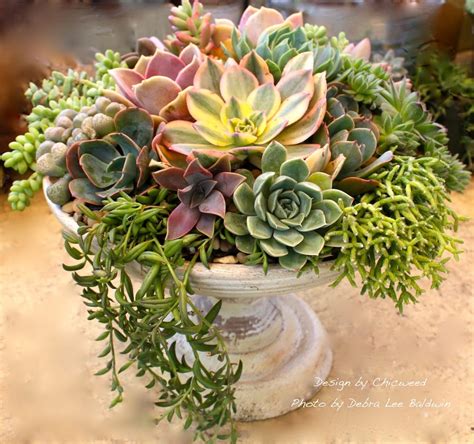 DIY Floral-Style Succulent Centerpiece Step-by-Step