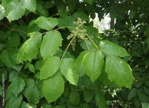 Poison Ivy flowers Stock Photo | Adobe Stock