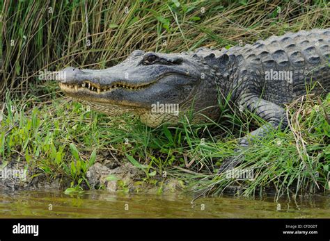 Alligator at Brazos Bend State Park, Texas, United States of America ...