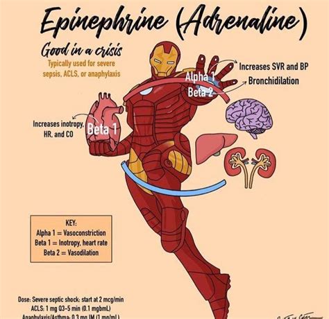 Epinephrine (Adrenaline) ‹ SeragPsych