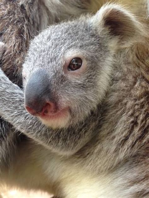 shy female Koala joey Zooborns, Vietnam Veterans, Wild Child, New South Wales, Koala Bear ...