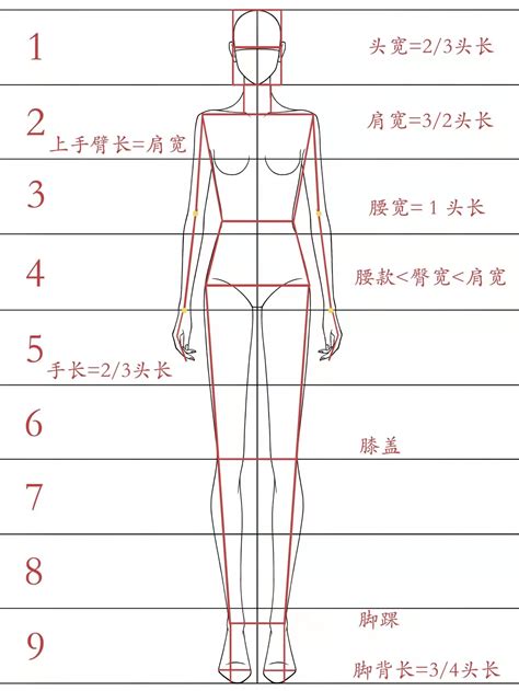 如何把人体比例画好？人体比例的画法技巧！新手一看就会 - 哔哩哔哩