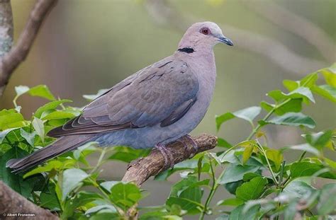 Red eyed dove - Alchetron, The Free Social Encyclopedia