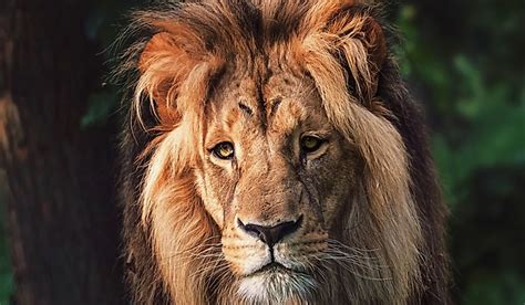 Southwest African Lion Facts: Animals of Africa - WorldAtlas