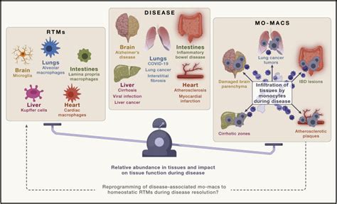 Macrophages in health and disease: Cell