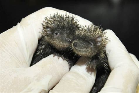 A Handful of Baby Tenrecs - ZooBorns