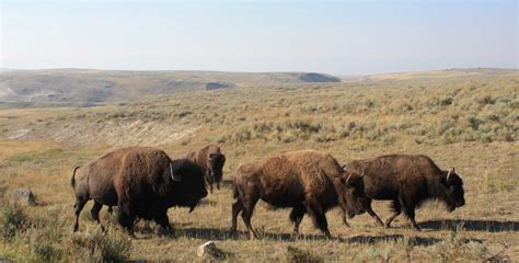 Living and Dyeing Under the Big Sky: Yellowstone Bison Herd - Hayden Valley