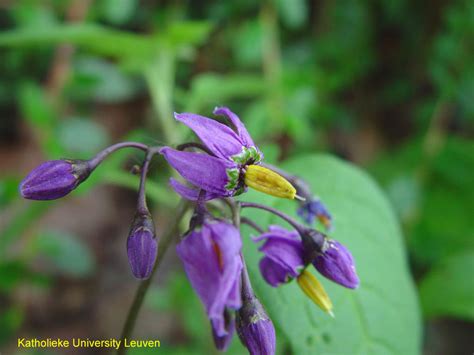 Bittersweet nightshade identification and control: Solanum dulcamara - King County