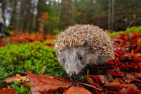 Woodland Hedgehog - Profile | Facts | Traits | Baby | Diet | Range - Mammal Age