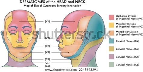 1 Face Dermatomes Stock Vectors, Images & Vector Art | Shutterstock