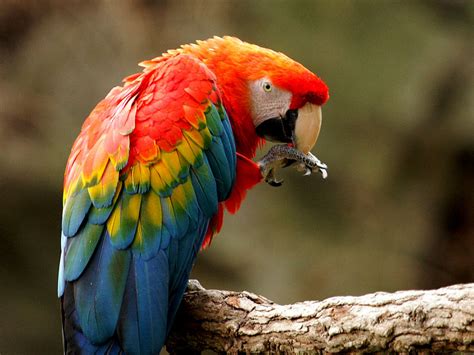 Bird Directory: Scarlet Macaw Parrot Picture