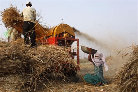 An Indian farmer feeds harvested wheat crop into a thresher as a woman collects de-husked wheat ...