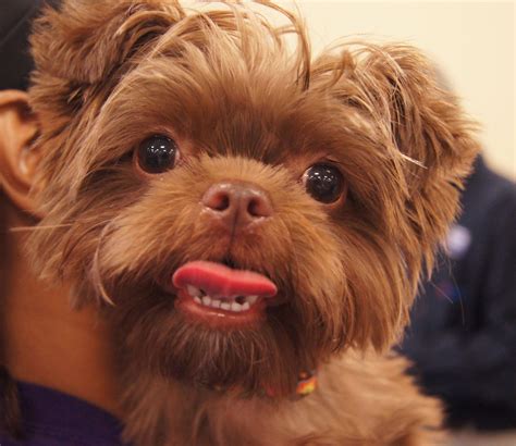 shih tzu yorkie mix - this shorkie looks like a little monkey! | Yorkie mix, Yorkie, Puppy love