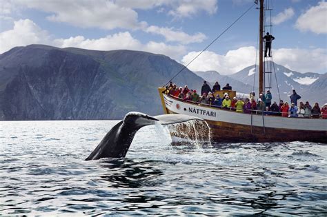 Húsavík Original Whale Watching | Guide to Iceland