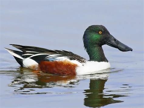 Shoveler Duck