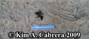 How to Identify Bobcat Scat or Droppings