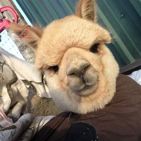 Alpaca Farms Near Me? Here's The Best Spot In South Dakota