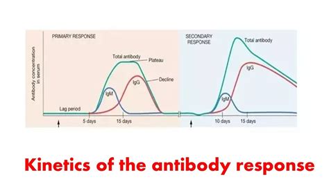 Kinetics of antibody response: Primary and Secondary antibody response - YouTube