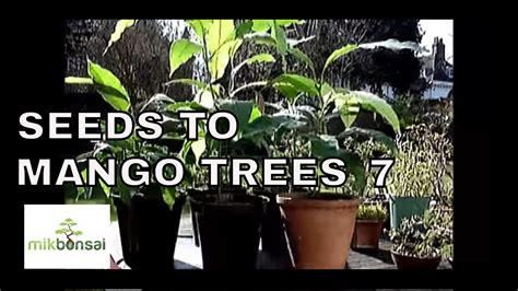 Update Growing Bonsai Mango Trees From Seeds Part 7 Youtube | Free Hot ...