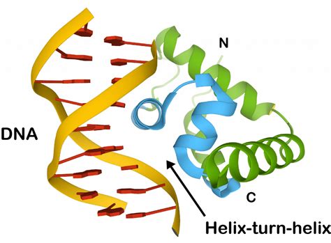 Structural Motifs | Biomacromolecular structures