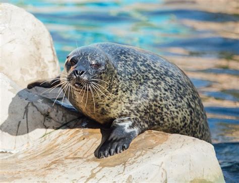 Visit SEA LIFE Weymouth Adventure Park & Aquarium