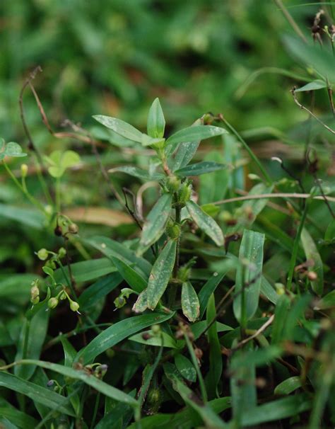 Gaia Garden: Learning My Garden Through Weeding