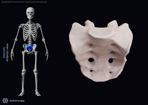 Sacral Vertebrae Anatomy