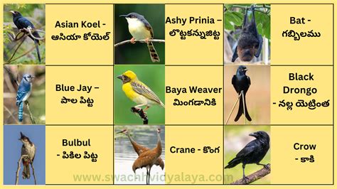 Birds Images With Names In Telugu - Infoupdate.org