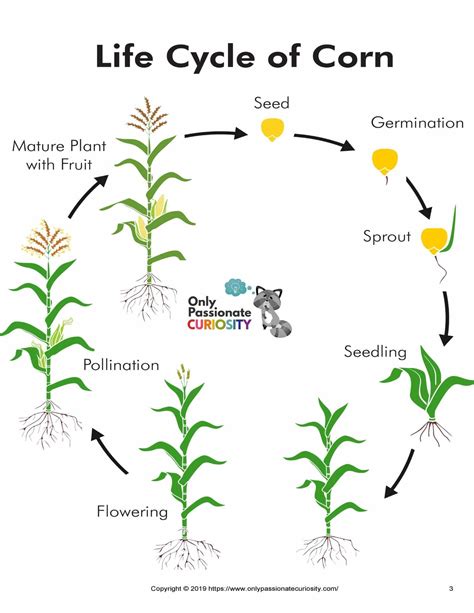 All About Corn : Life Cycle Unit Study | Life cycles, Corn, Flower life cycle