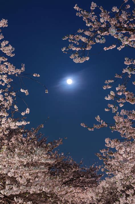 Moon And Cherry Blossoms Photograph by Glidei7 | Fine Art America