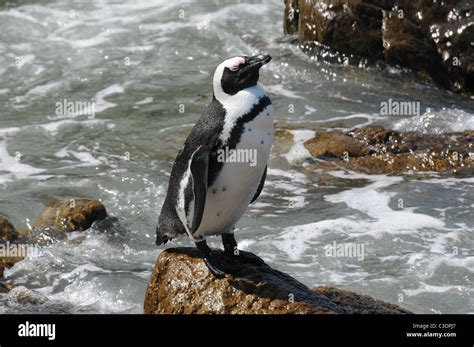 African Penguins, Betty`s Bay, Cape Town Stock Photo - Alamy