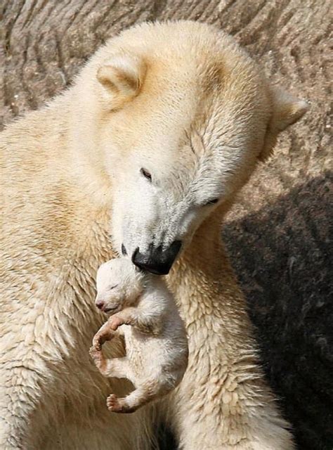 How Big Is A Newborn Polar Bear - Essy Ofilia