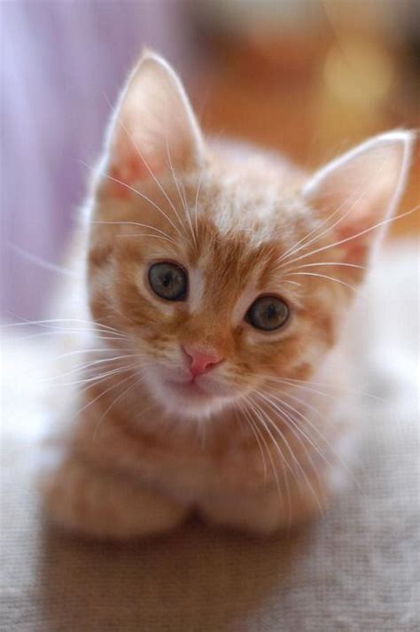 Tumblr | Kittens cutest, Beautiful cats, Pretty cats