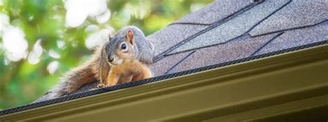 Squirrel Removal Services by Varmint Gone - Varmint Gone